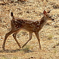 Fawn Solo