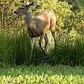 Buck at Pond 