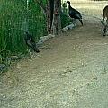Deer and Turkey Friends