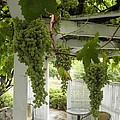 Green Grapes Looking Lush