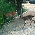 Mother and Fawn at Pond