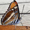 Winged Beauty front view